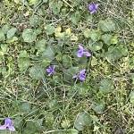 Ibolya Kovacsne Profile Picture