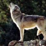 Csaba Halassy Profile Picture